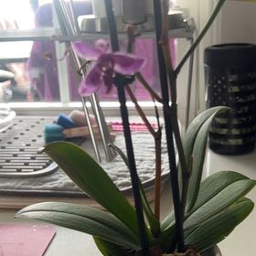Photo of the plant species Purple Orache by @MellowAllspice named Forrest on Greg, the plant care app