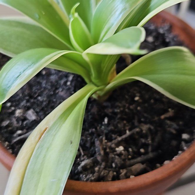 Photo of the plant species Black Gold Snake Plant by @ManlyTheprince named Gates on Greg, the plant care app