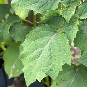 Photo of the plant species Cutleaf Groundcherry by @EnrichingBasil named Stella on Greg, the plant care app