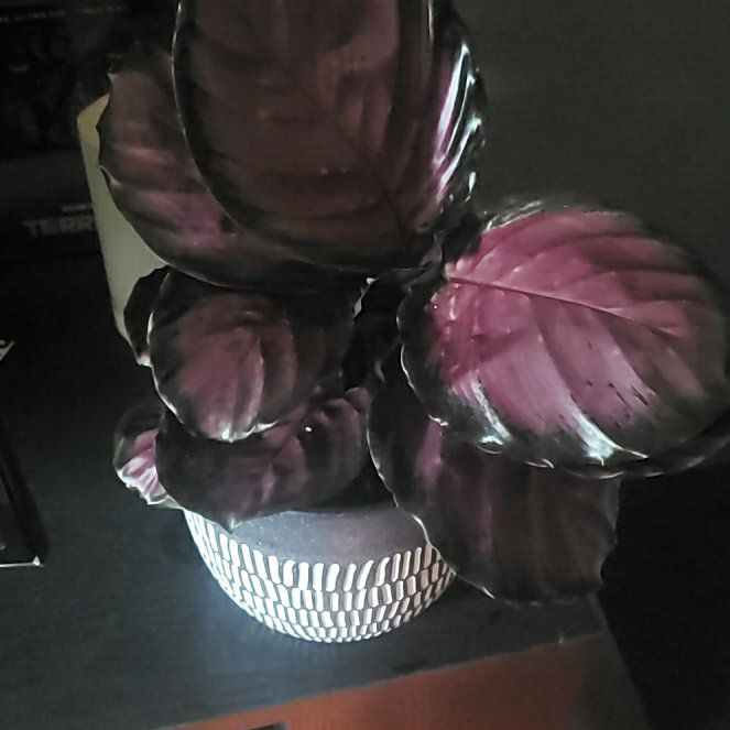 Photo of the plant species Calathea Purple Rose by @GuruChamisa named Rosa on Greg, the plant care app