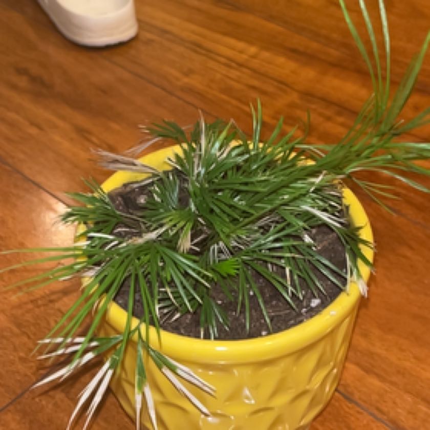 Photo of the plant species Fern Grass by @HeirLippia named Einstein on Greg, the plant care app