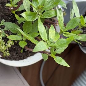 Photo of the plant species Thai Basil by Jann named Aria on Greg, the plant care app