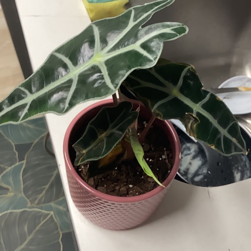 Kris Plant (Alocasia sanderiana) in a pink pot with some yellowing and browning leaves.