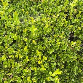 Photo of the plant species Bearberry by @CozyFlax named Scarlett on Greg, the plant care app