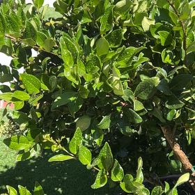 Photo of the plant species Waxleaf Privet by @CozyFlax named Orwell on Greg, the plant care app