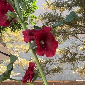 Photo of the plant species Common Hollyhock by @CozyFlax named Denali on Greg, the plant care app