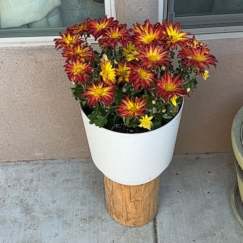 Potted New England Aster with vibrant red and yellow flowers on a wooden stand.