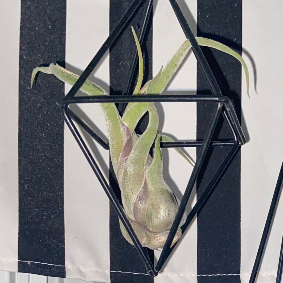 Tillandsia butzii plant in a geometric metal holder against a striped background.