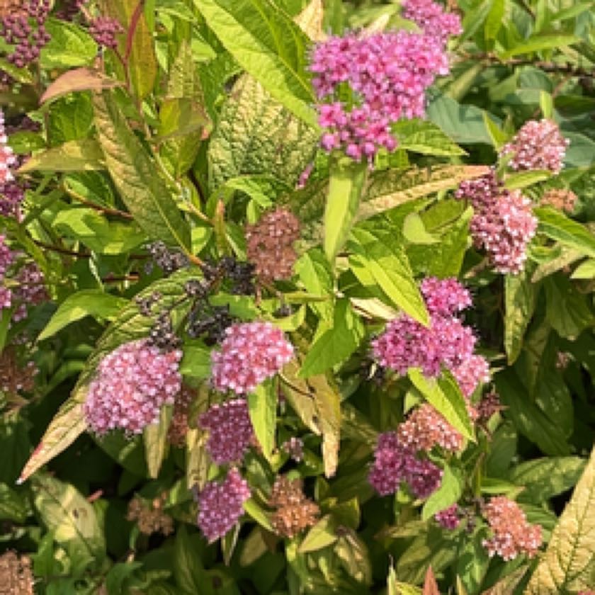 Photo of the plant species Rose Spirea by @CuteKalopanax named Homer on Greg, the plant care app