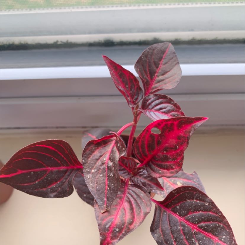 Close-up of a vibrant Herbst's Bloodleaf plant with striking deep red and pink variegated leaves, appearing healthy and well-cared for.