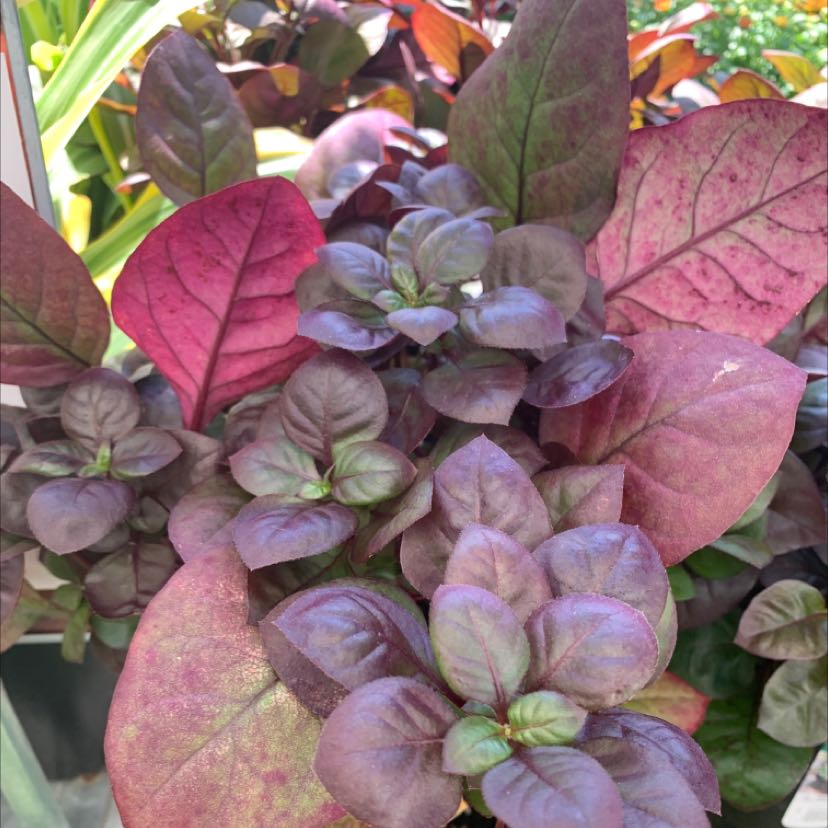 Brazilian Joyweed plant with vibrant purple and green leaves, appearing healthy.