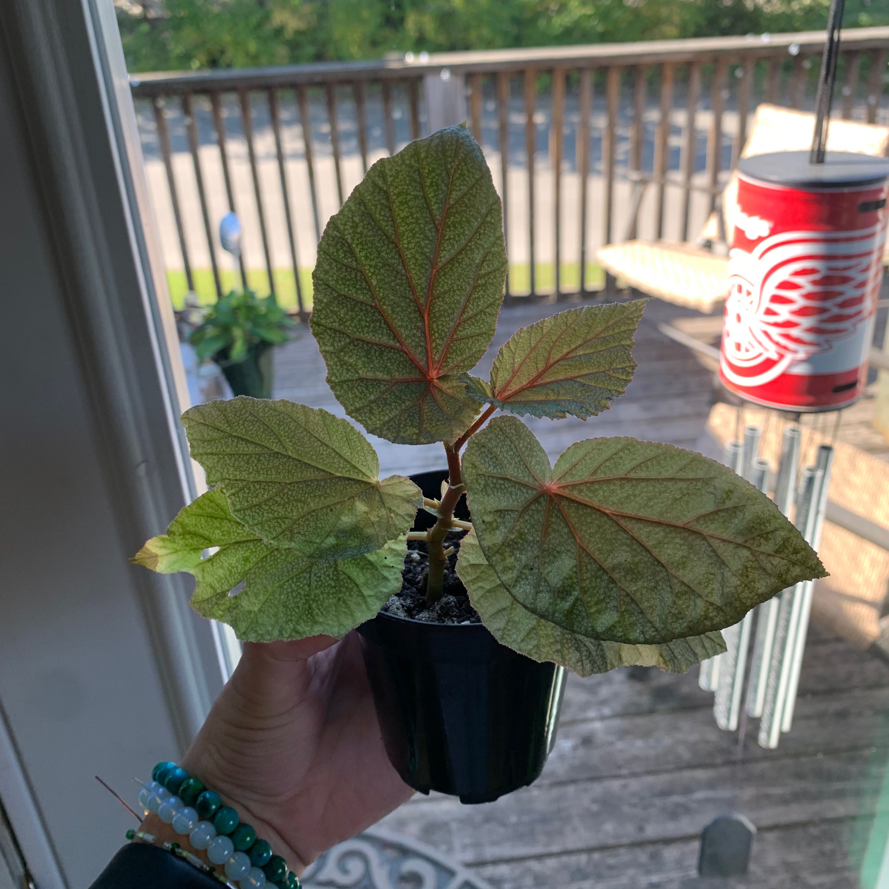 A healthy Angel Wing Begonia plant in a pot, held by a hand, with large textured leaves.
