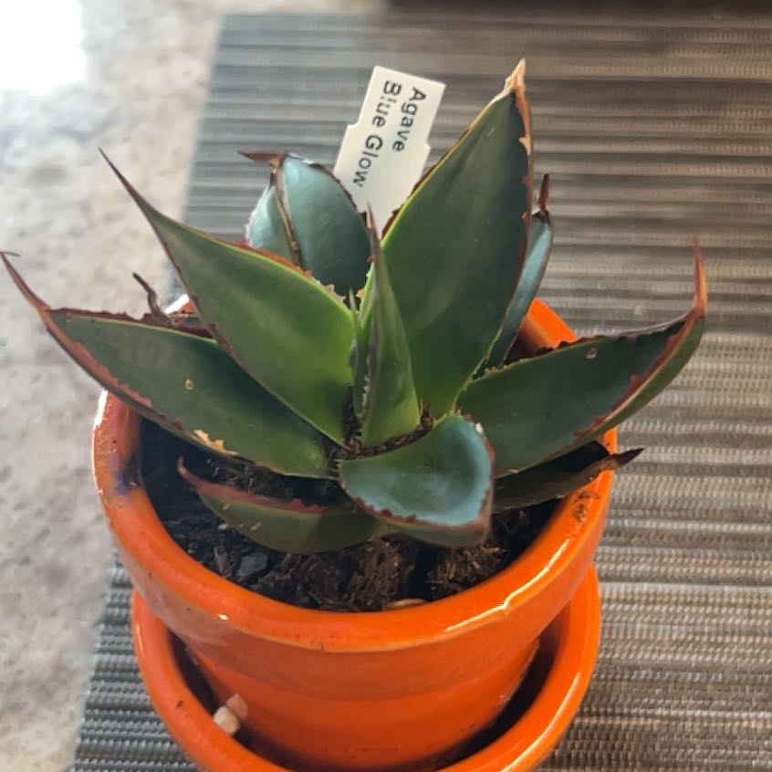 Photo of the plant species Agave 'Blue Glow' by @ExactDragontree named Treeyoncé on Greg, the plant care app