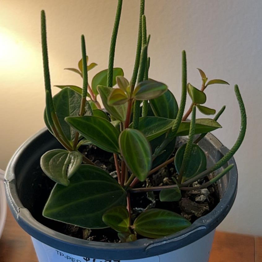 Photo of the plant species Raydiance Peperomia by @ExactDragontree named Tolkien on Greg, the plant care app