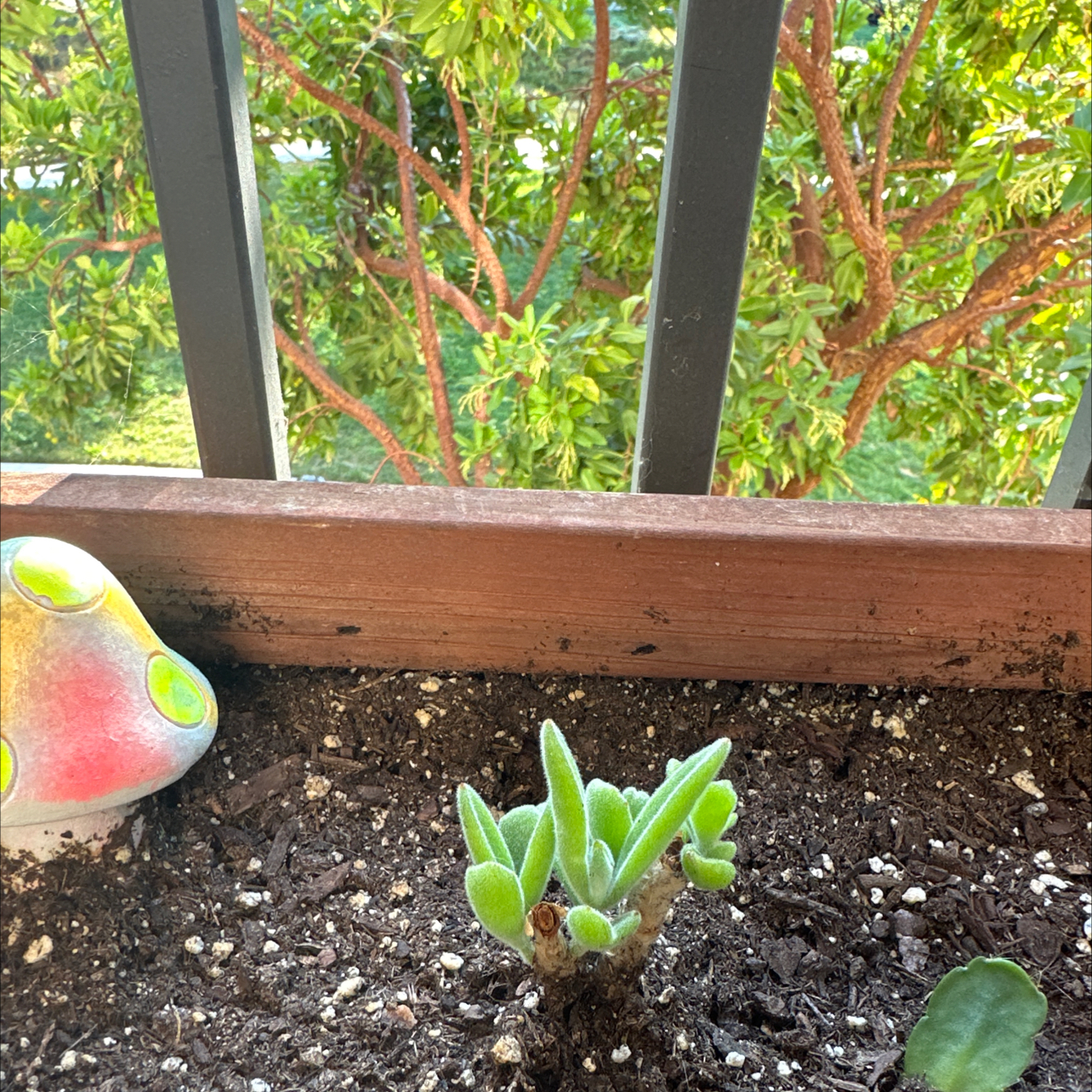 Photo of the plant species 'Rose Leaf' by @LuvinLithops named Messi on Greg, the plant care app