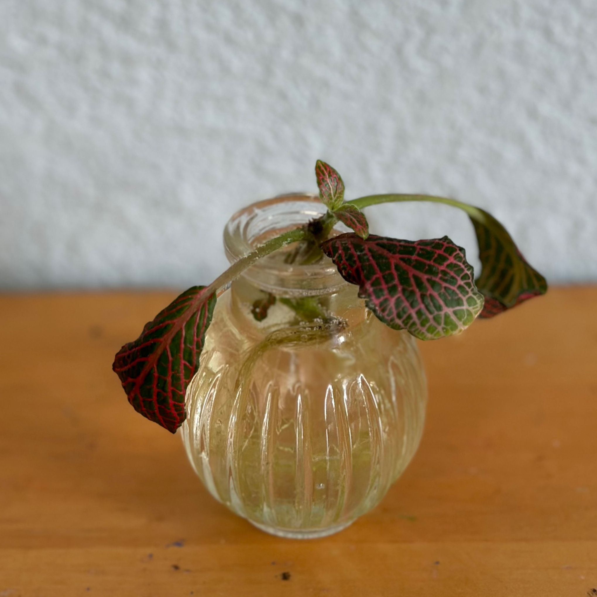 Pink Wave Nerve Plant with pink and green veined leaves in a glass container.