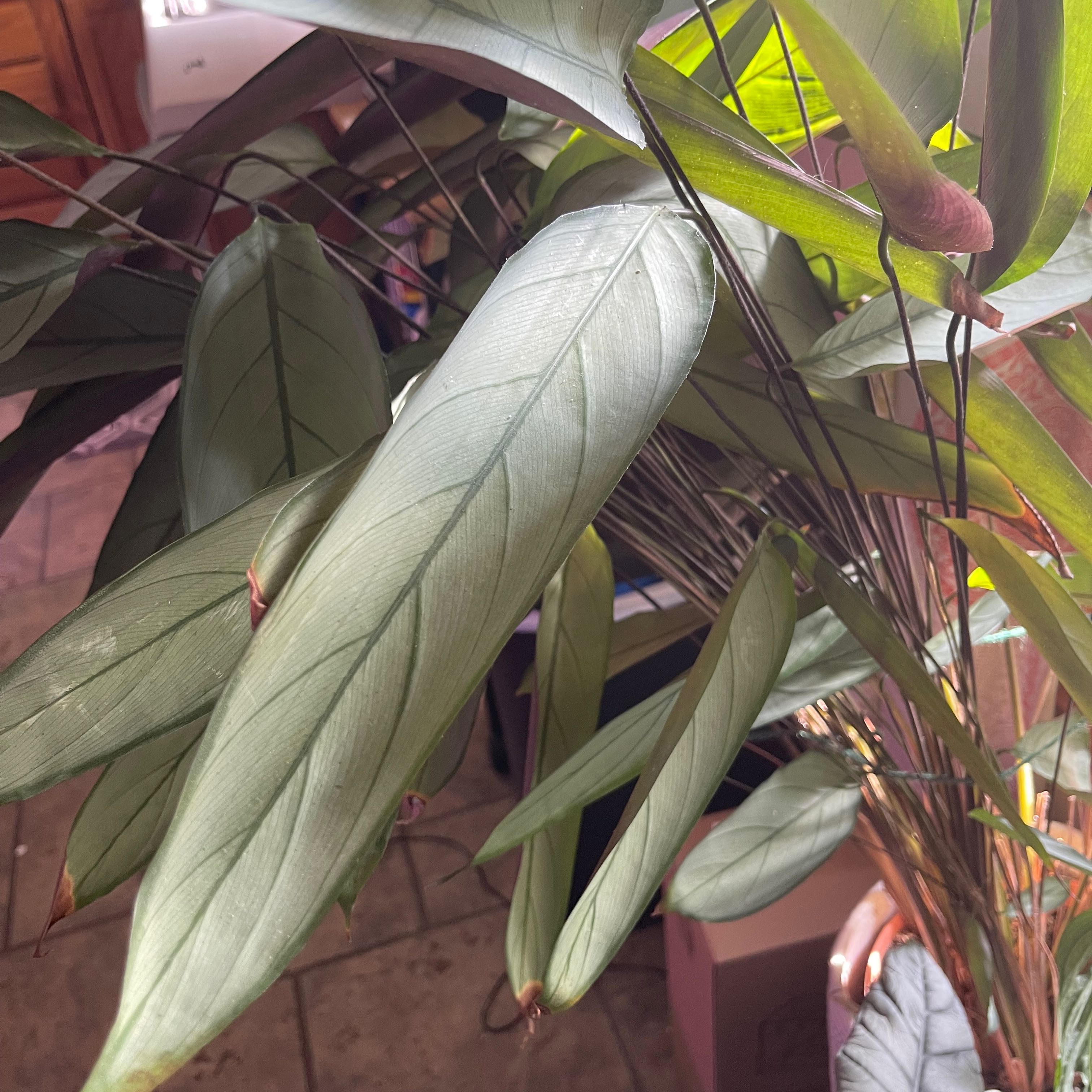 Never Never Plant 'Grey Star' with healthy, elongated leaves.