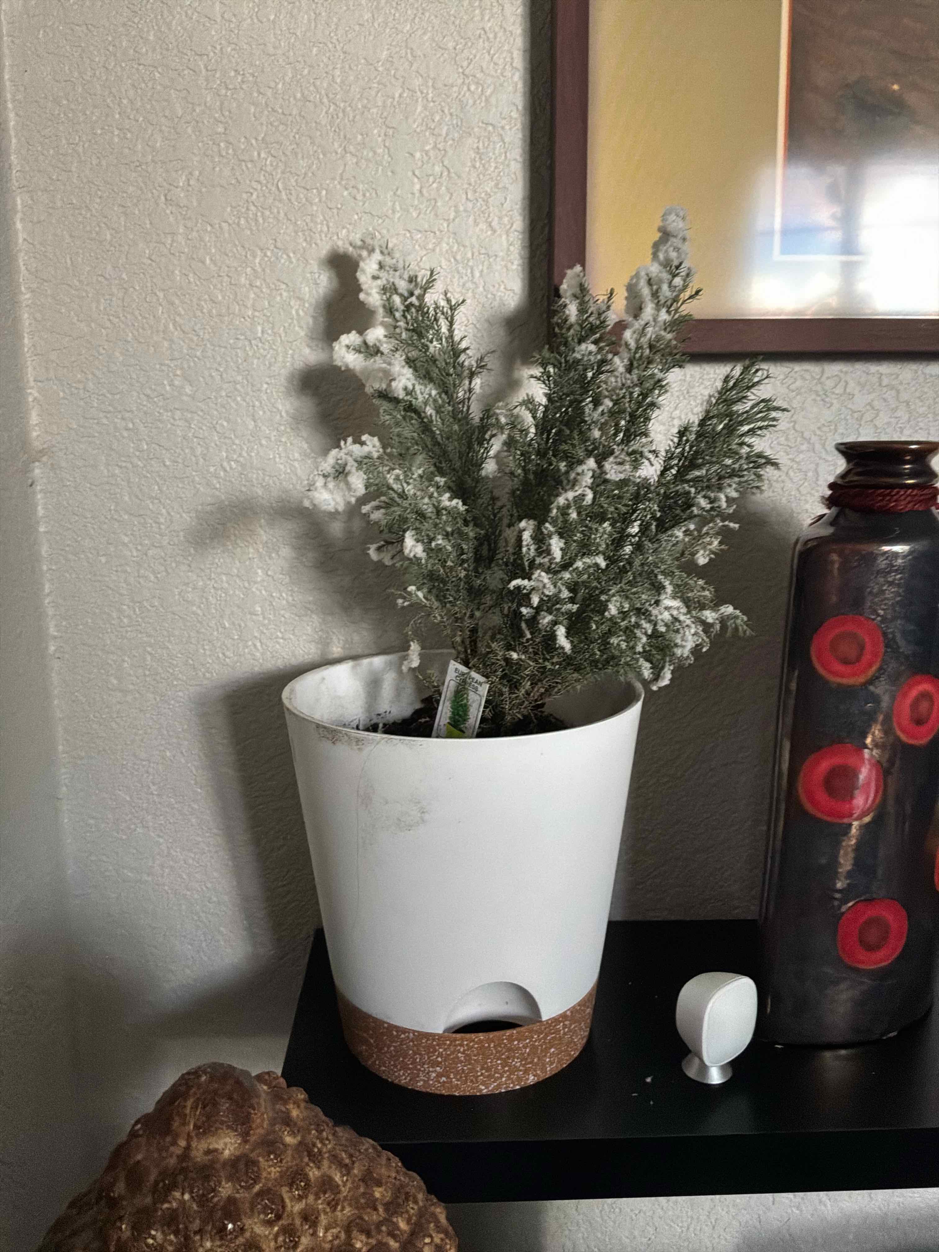 Photo of the plant species Sargent Cypress by @GutsyTigerlily named Frosty Clausworth on Greg, the plant care app