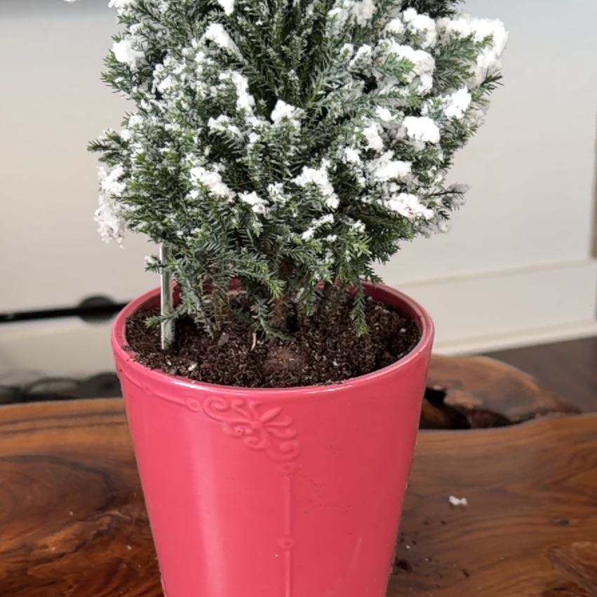 Photo of the plant species Sargent Cypress by @GutsyTigerlily named Frosty Clausworth on Greg, the plant care app
