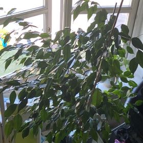 Photo of the plant species Exotica Weeping FIg by @JuicyPeperomia named Orlando Bloom on Greg, the plant care app