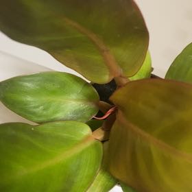 Plant care for Philodenron Jose Buono on Greg, the plant care app