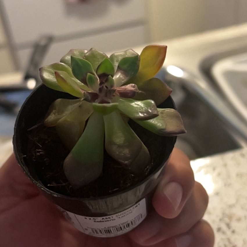 Sedeveria 'Letizia' succulent in a black pot with some yellowing and browning leaves, held by a hand.