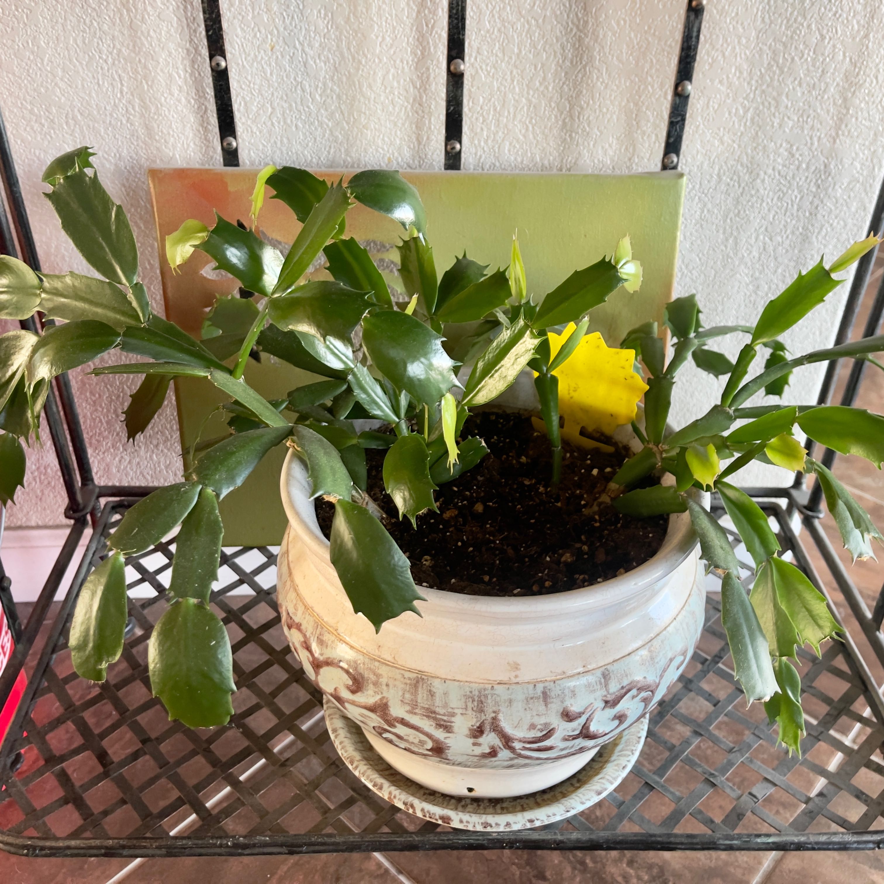 Christmas Cactus in a decorative pot with visible soil and green leaves.