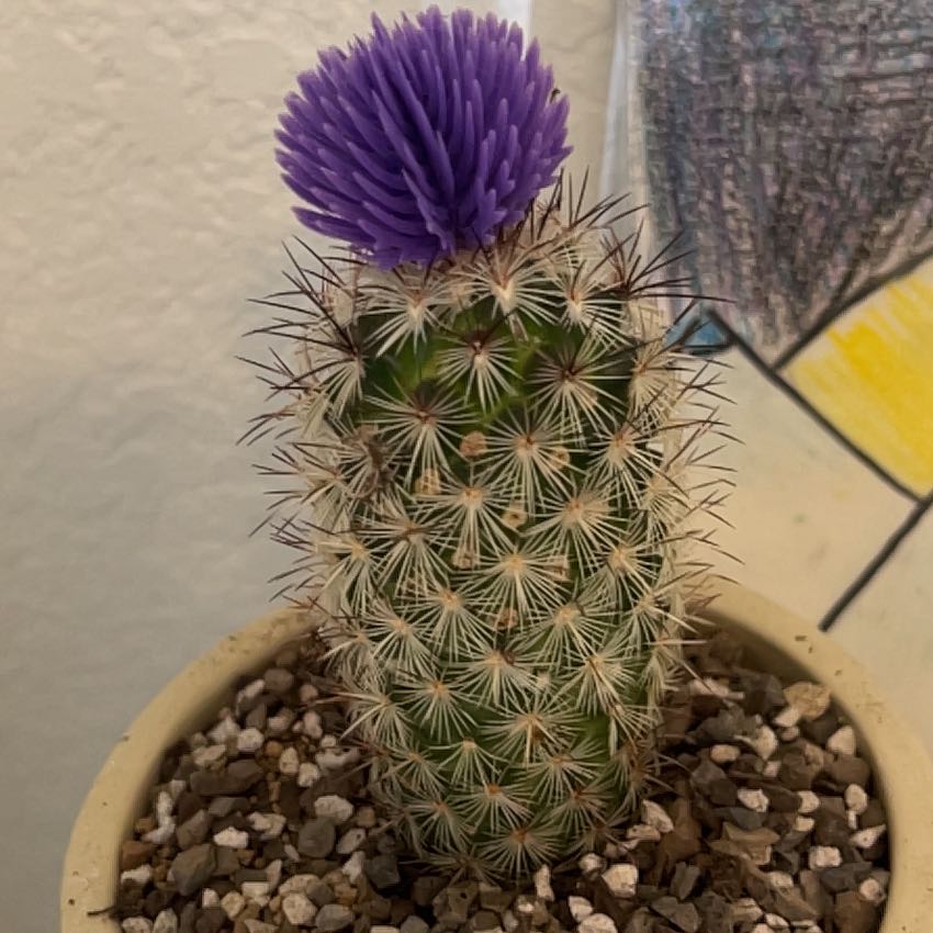 Chihuahuan Beehive cactus with a purple flower in a pot with visible soil.