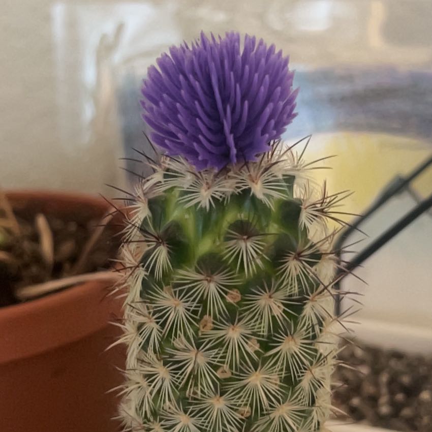 Chihuahuan Beehive cactus with a purple flower on top, in a pot.