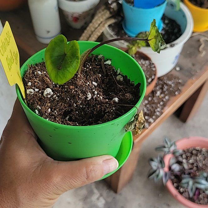 Photo of the plant species Black Stem Elephant Ear by @TotallyBlueoak named Spike Leaves on Greg, the plant care app