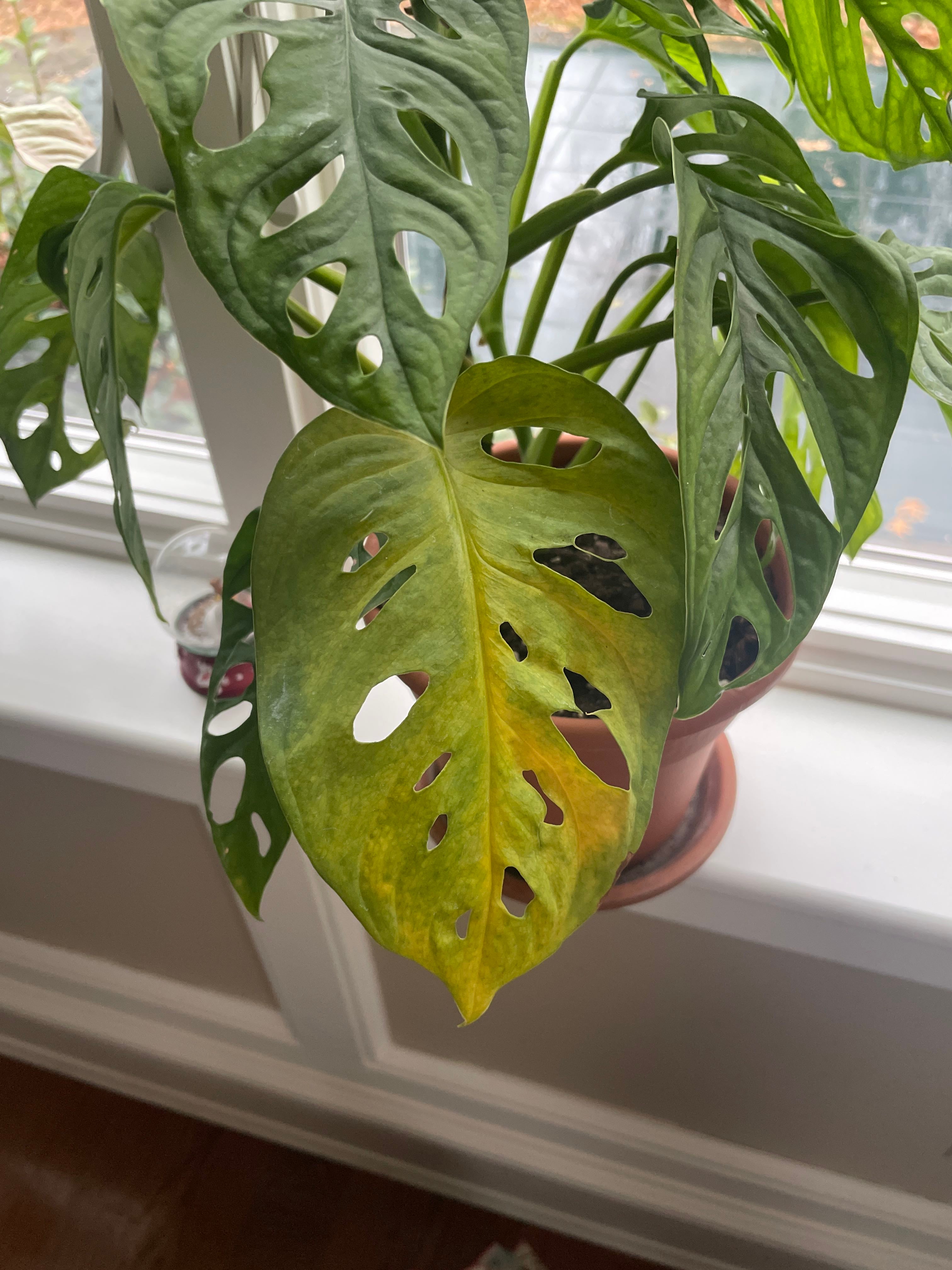 Swiss Cheese Vine Care 101 Water, Light & Growing Tips