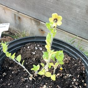 Photo of the plant species Henbane by @CivicChuparosa named Baby Henbane on Greg, the plant care app