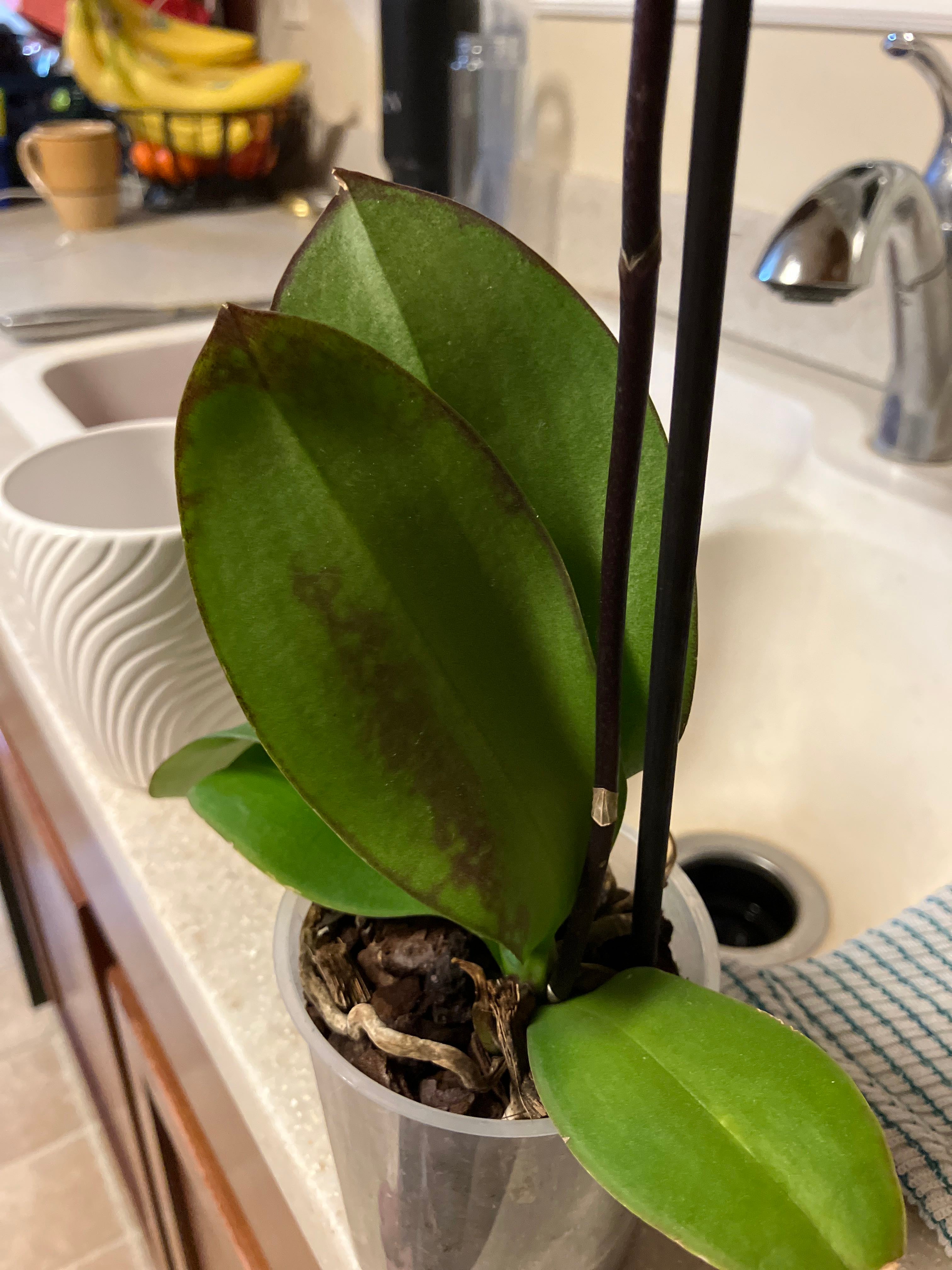 Brown spots? My orchid is getting brownish purple spots/l...