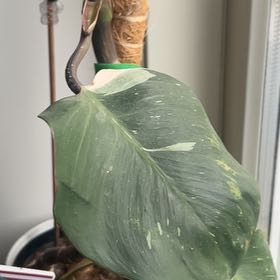 Photo of the plant species White Knight by @ZealousFanmoss named Doja Cat on Greg, the plant care app