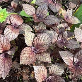 Photo of the plant species Beefsteak Plant by @GrowingCamphor named Athena on Greg, the plant care app