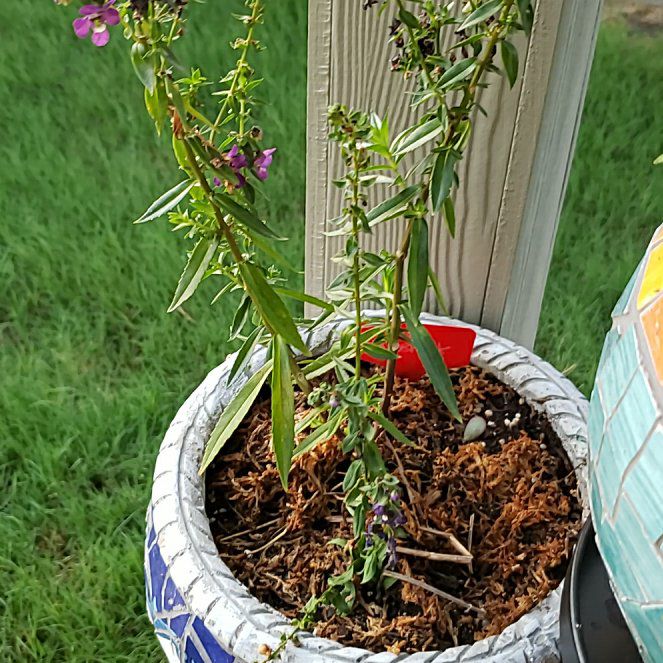Photo of the plant species Prairie Brazosmint by @ComicTexasash named Kardashian on Greg, the plant care app