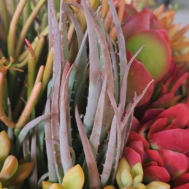 Photo of the plant species Pig's Ear by @AuthenticOnion named Aria on Greg, the plant care app