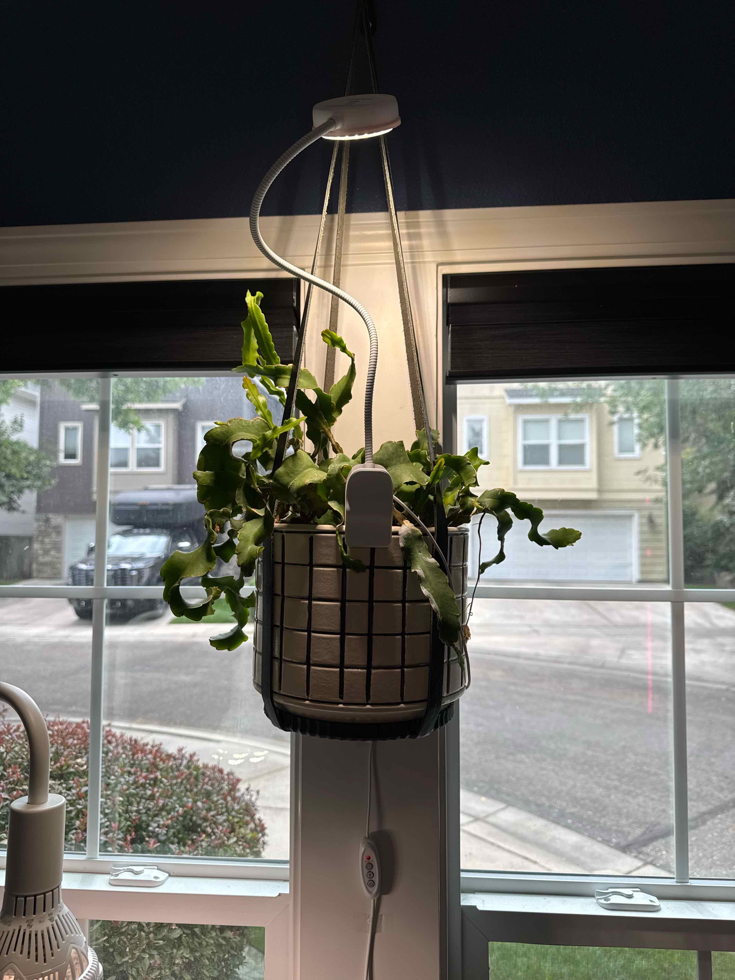Photo of the plant species Curly Locks Orchid Cactus by @malobee named Ed Teach on Greg, the plant care app