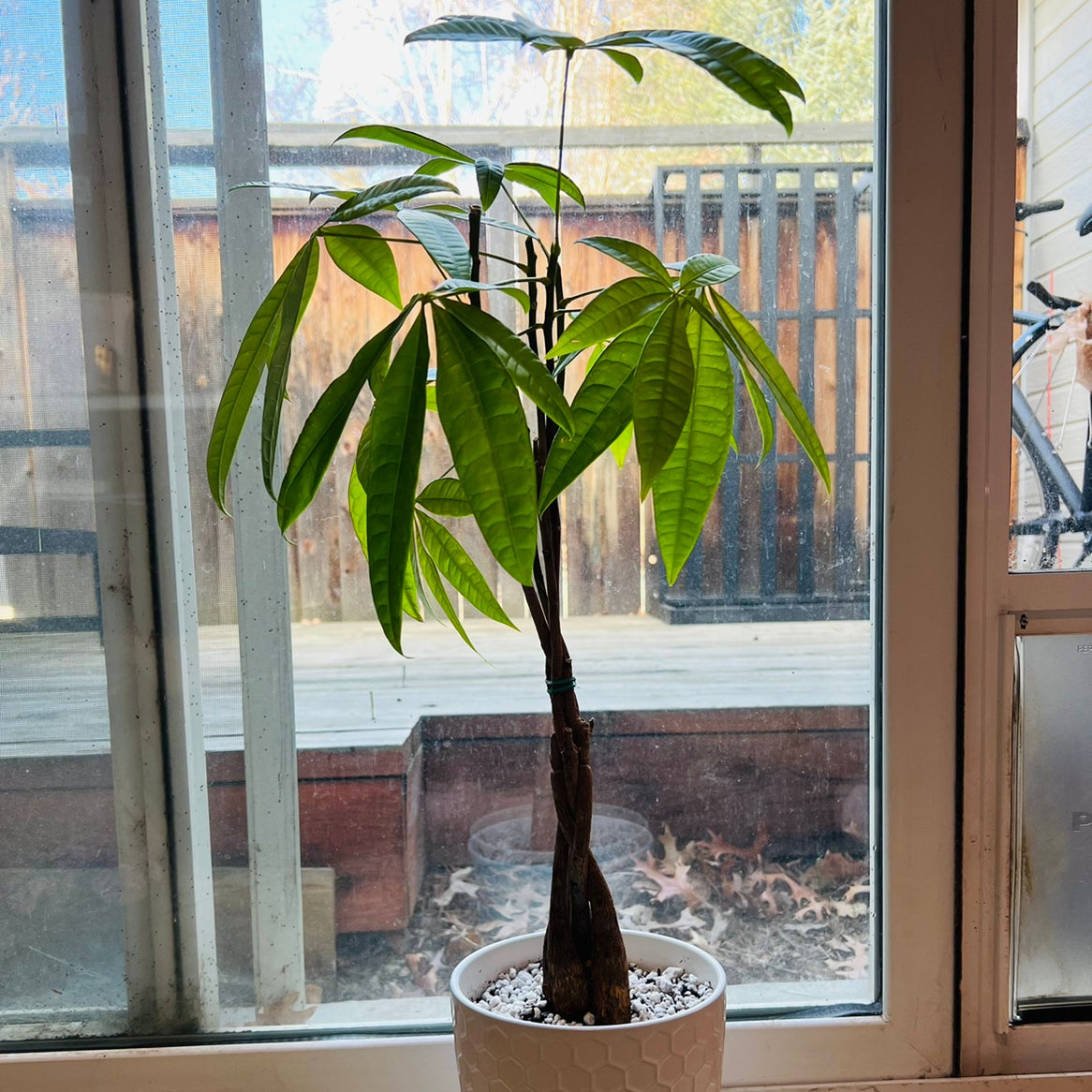 Photo of the plant species Money Tree by @malobee named Áine on Greg, the plant care app