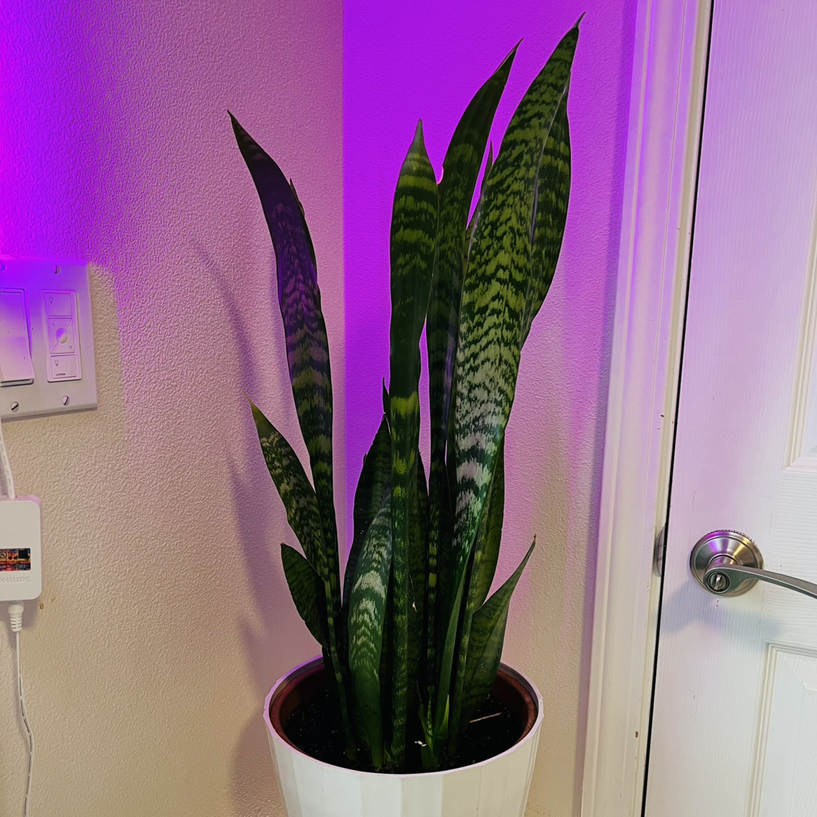 Snake Plant plant photo by @malobee named Elphaba on Greg, the plant care app.