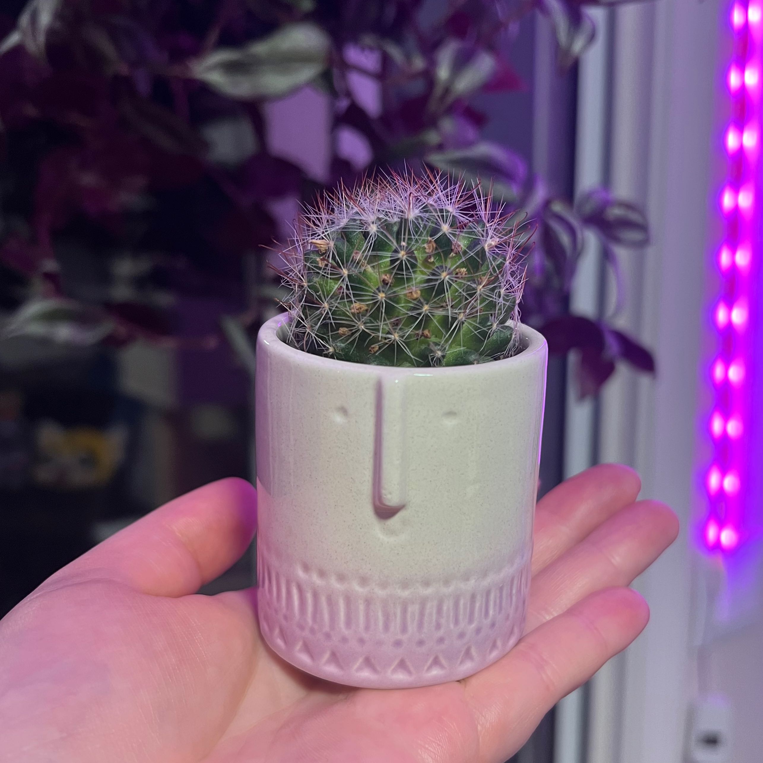 Mammillaria Melanocentra cactus in a decorative pot held by a hand.