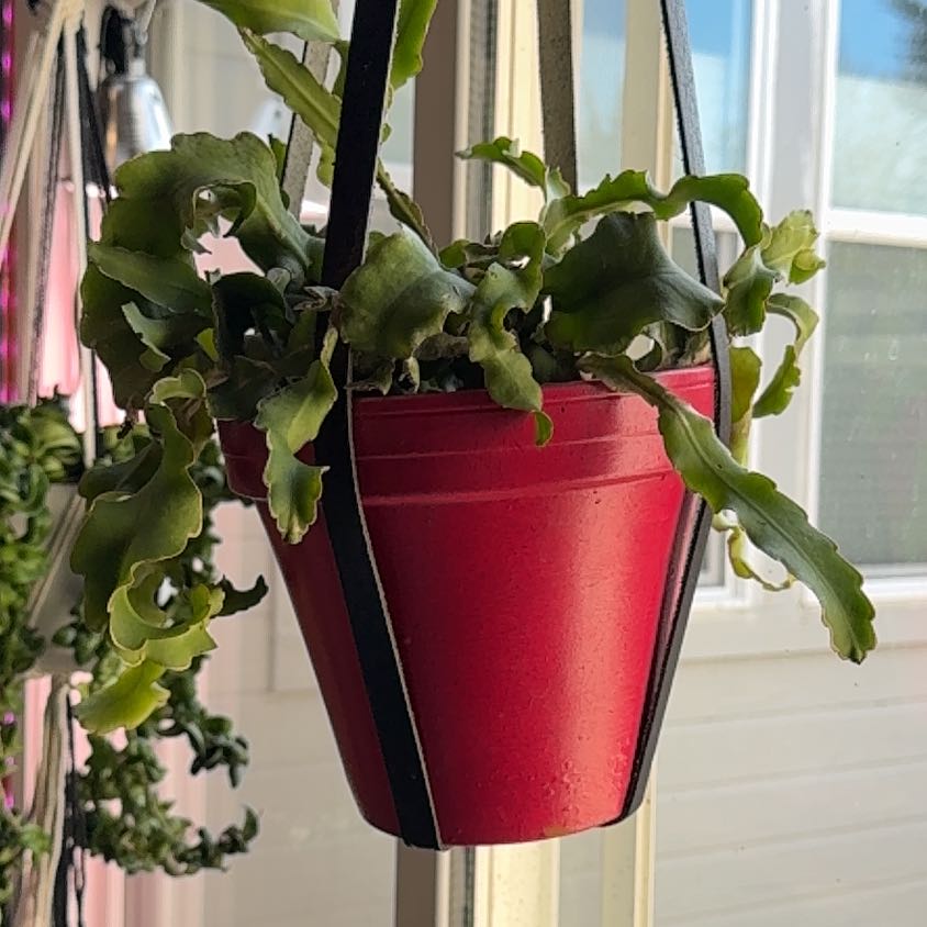Photo of the plant species Curly Locks Orchid Cactus by @malobee named Ed Teach on Greg, the plant care app