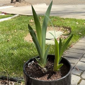 Photo of the plant species Black Iris by @malobee named Justice on Greg, the plant care app