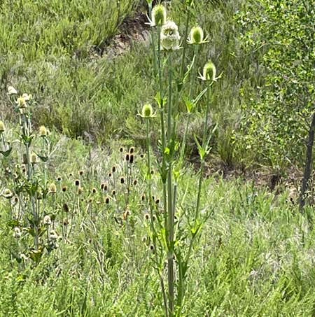 Photo of the plant species Cutleaf Teasel by @FabLithop named Emerson on Greg, the plant care app