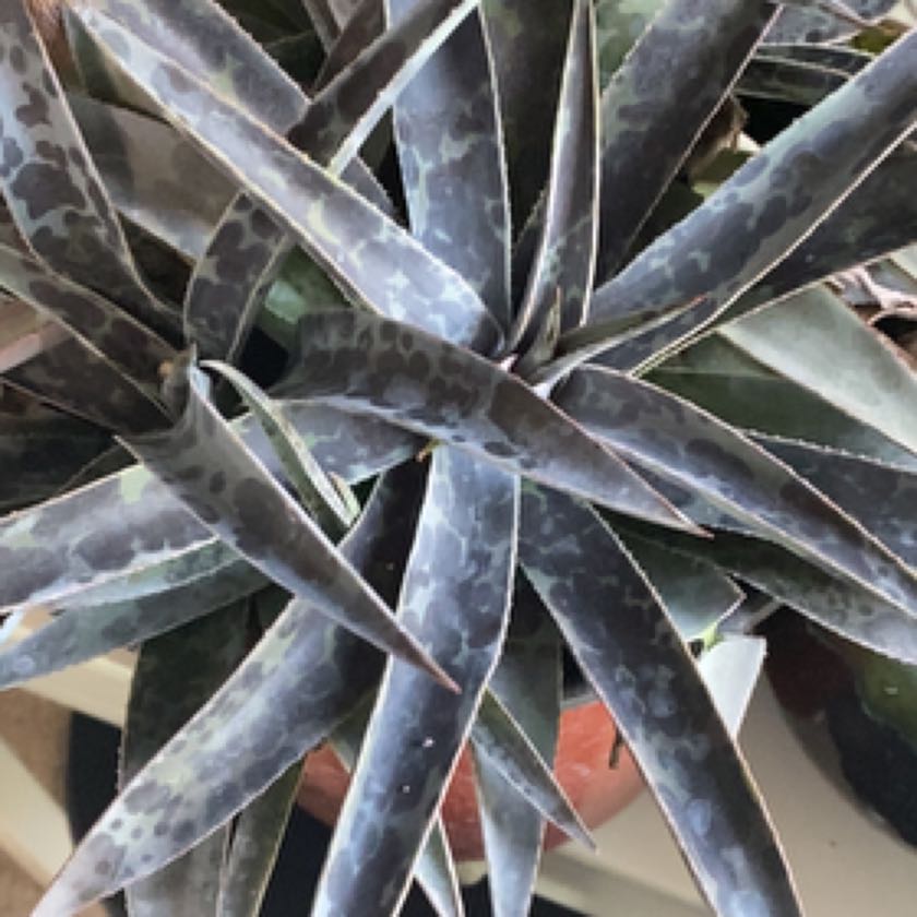 Photo of the plant species Mangave 'Tooth Fairy' by @HopefulApple named Girlfrond on Greg, the plant care app