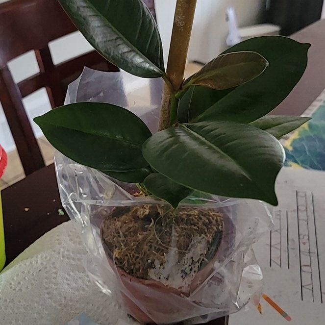 Photo of the plant species Rubber Plant 'Melany' by @GiddyWaxvine named Zeus on Greg, the plant care app