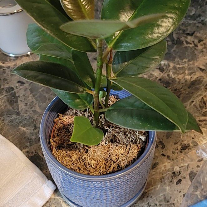 Photo of the plant species Rubber Plant 'Melany' by @GiddyWaxvine named Beyonce on Greg, the plant care app