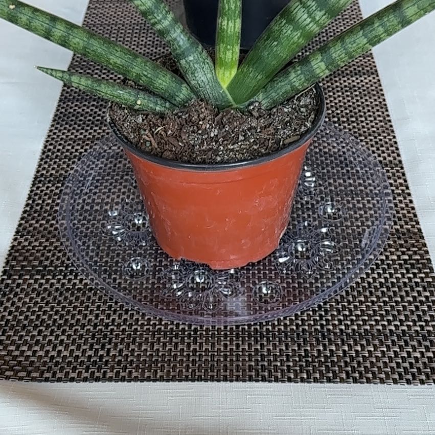 Variegated Starfish Snakeplant in a small pot on a clear plastic saucer.