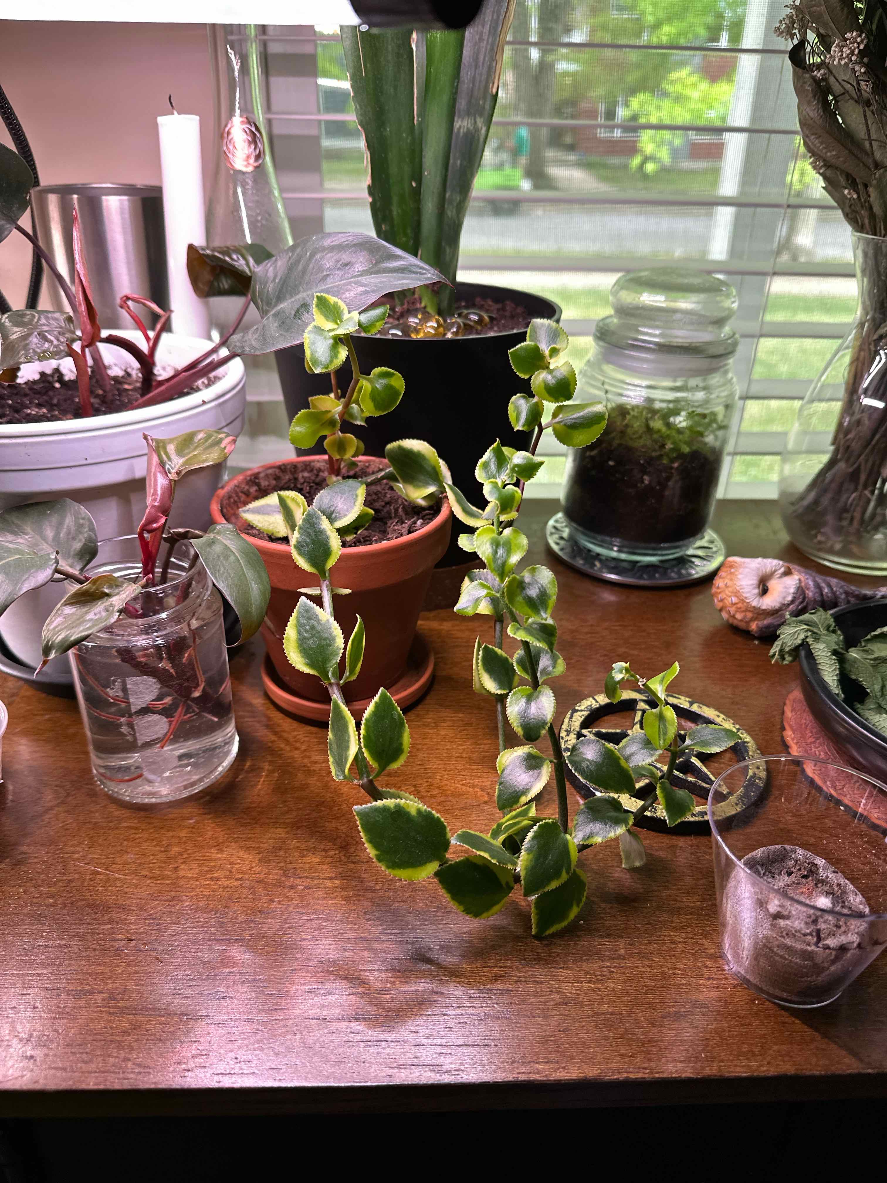 Photo of the plant species Variegated Trailing Jade Plant by @v0lare named Nikolai on Greg, the plant care app