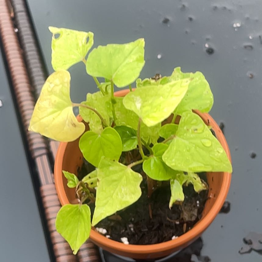 Photo of the plant species Pansy by @CalmSnowdrop named Gobi on Greg, the plant care app